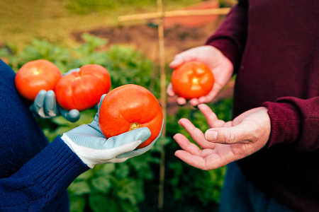 Какие сорта и гибриды можно выращивать прямым посевом семян в грунт даже в средней полосе России?