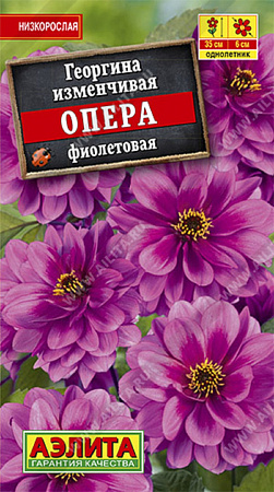 Семена георгины Опера фиолетовая