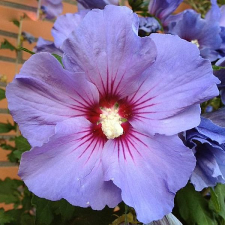 Луковицы гибискуса сирийского Озиау Блу (цветки голубые с красным сердцем)									