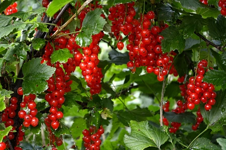 Семена смородины красной куст