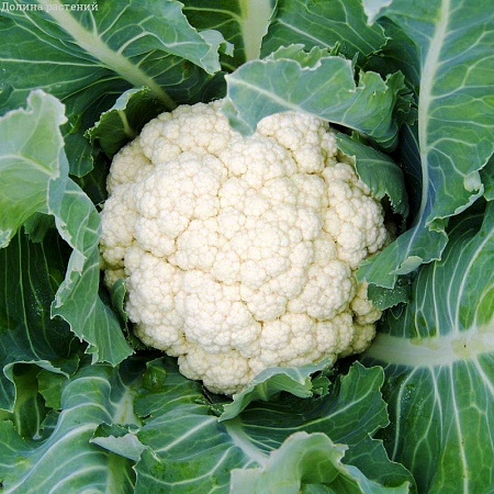 Семена капусты цветной Альфа белый пакет
