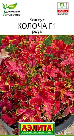 семена Колеуса Колоча F1 роуз