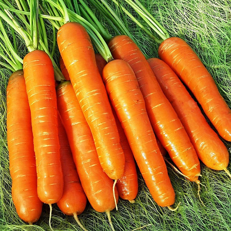 Семена моркови Нантская-4 2 г белый пакет