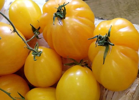 Купить семена томата (б.п.) трюфель желтый 20шт
