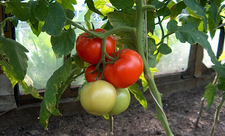 Семена томата Чудо рынка белый пакет