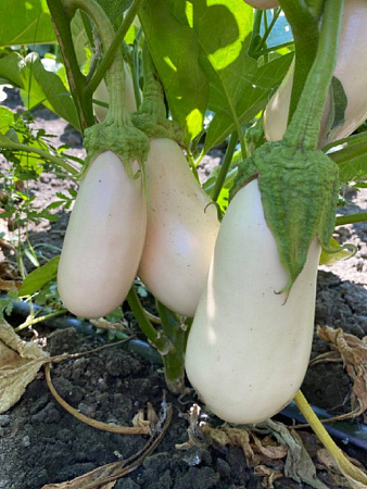 Семена баклажана Лебединый белый пакет