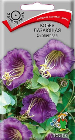 Семена кобеи Лазающая Фиолетовая