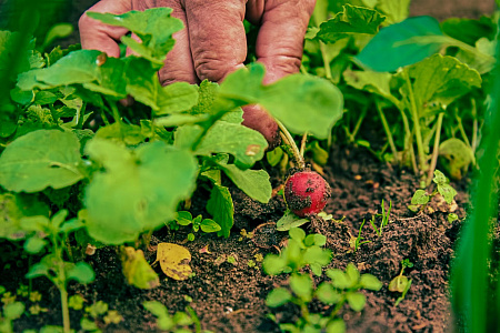 Когда надо прореживать редис?