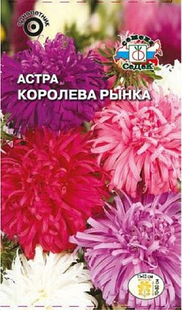 Семена астры Королева рынка