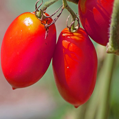 Семена томата Новичок 25г (весовые) 