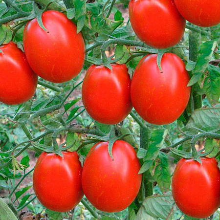Семена томата Новичок 0,1г белый пакет