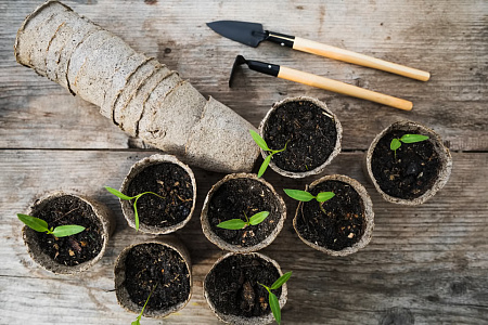 Как правильно посеять томаты?