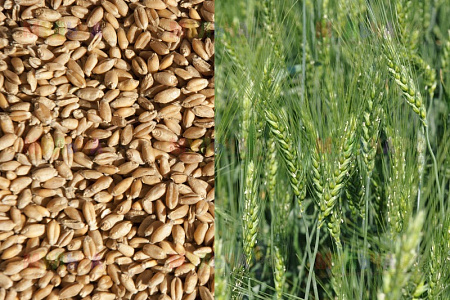 Семена пшеницы на сидерат 1кг
