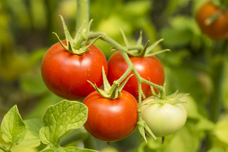 Семена томата Джина ТСТ 1 кг (весовые) 