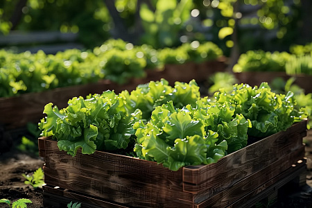 Хотелось бы посадить салат не только, как овощную культуру, но и как декоративную, на клумбе.  Какие сорта отличаются яркой окраской листа?