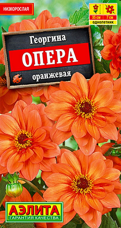 Семена георгины Опера оранжевая
