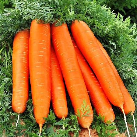 Семена моркови Лосиноостровская-13 2г белый пакет