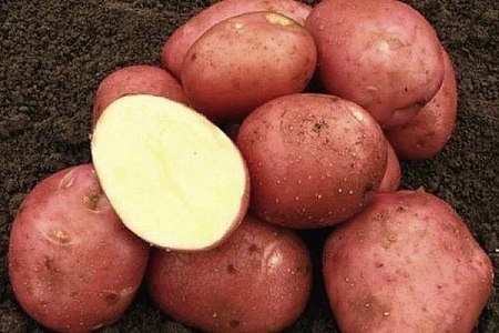 Семенной картофель Родриго