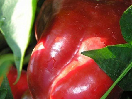 Какие сорта перцев имеют крупные плоды?
