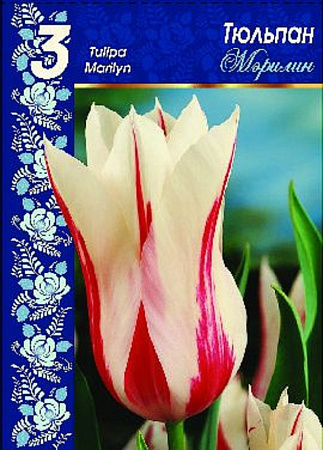 Луковицы тюльпана Мэрилин 3 шт