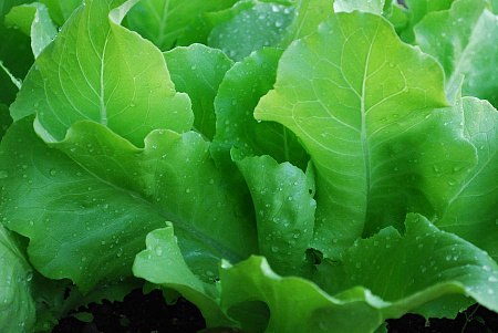 Какие особенности при выращивании крупного салата?