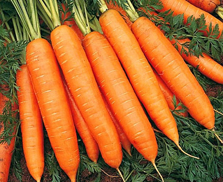 Семена моркови Абако