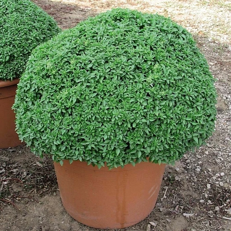 Базилик (б.п.) Гвоздичный Зеленый 0,1г/НКсреднеранний, мелкий, зеленый лист, куст сильнооблиственный