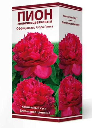 Пион молочноцветковый Оффициналис Рубра Плена 2-3