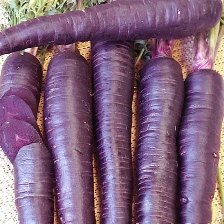 Семена моркови Пурпур F1 100шт