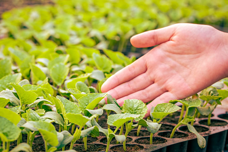 Как выращивать рассаду, что бы она не вытягивалась?