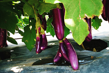 Как правильно поливать баклажан? Как правильно поливать баклажан?