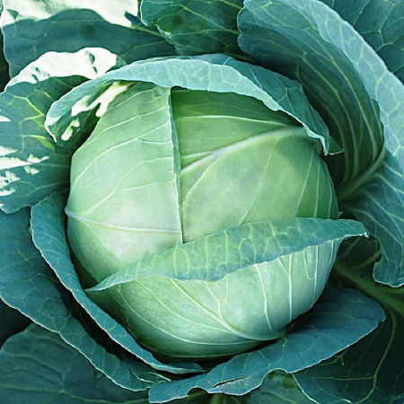 Семена капусты белокочанной Вьюга белый пакет 0,5г