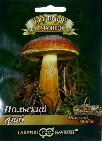 Мицелия гриба Польский на субстрате