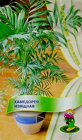Семена хамедореи Изящная
